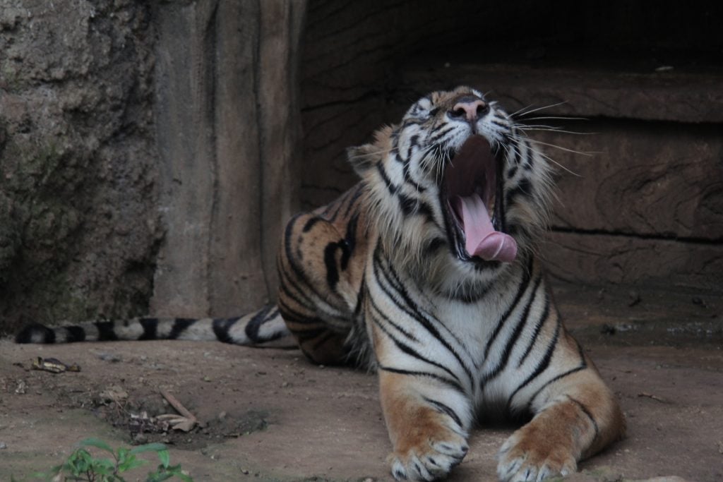 Indonesia Sumatra Wildlife Tiger