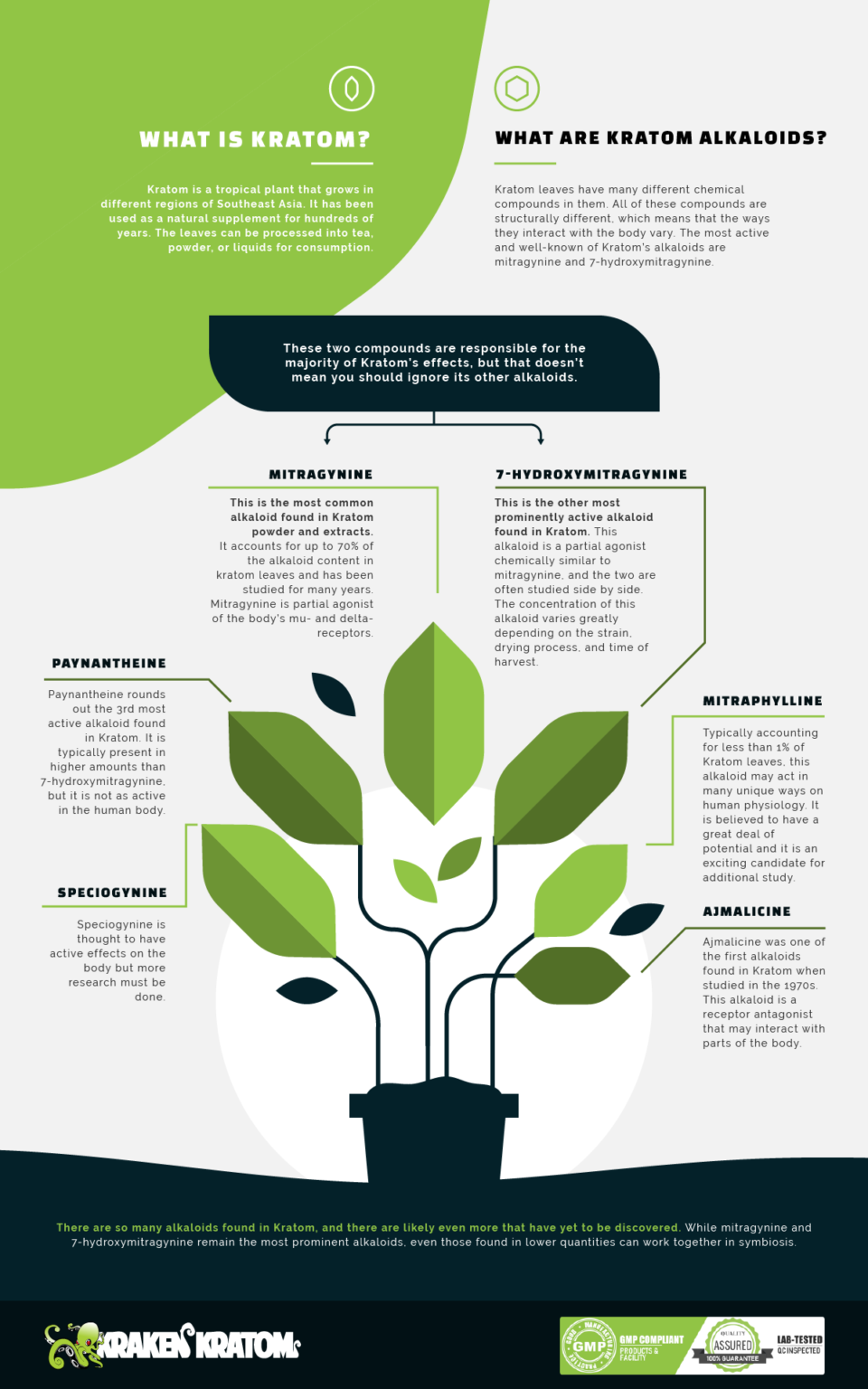 kratom-alkaloids-960x1536.png